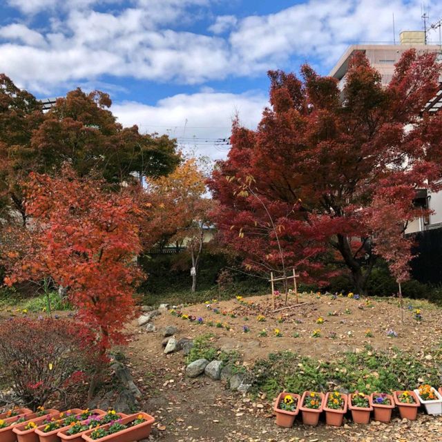 Beautiful Fall Foliage around Chichibu Shrine