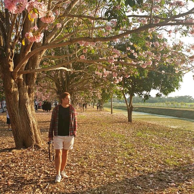 ถนนสีชมพู ชมพูพันธุ์ทิพย์ ม.เกษตร กำแพงแสน