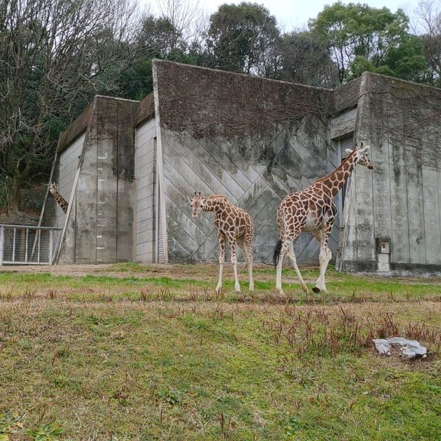 Zoo in Nagoya