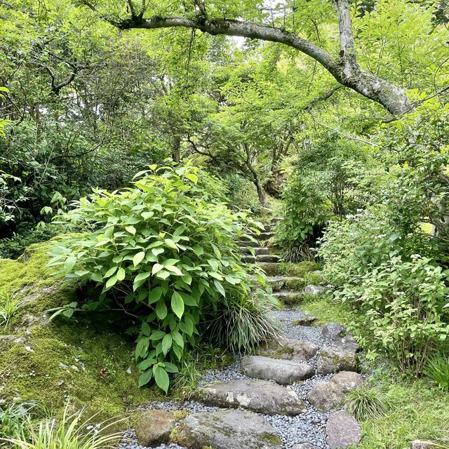 白雲洞茶苑　付属茶花園