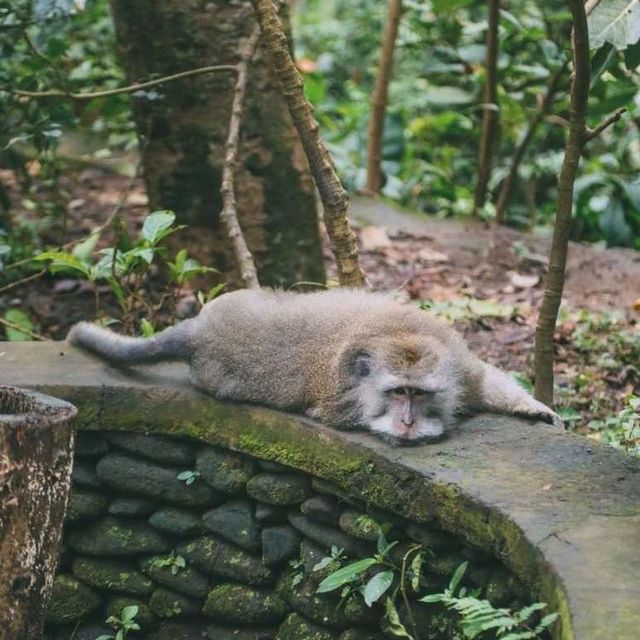 Monkey Forest, Bali