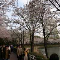 櫻花下的石村湖水公園