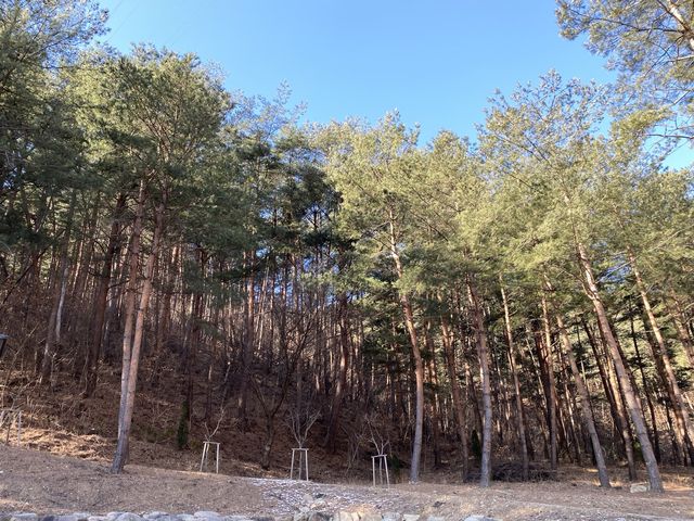 삼척ㅣ넓고 깨끗한 자연휴양림을 찾고 있다면? 삼척활기자연휴양림 🌲