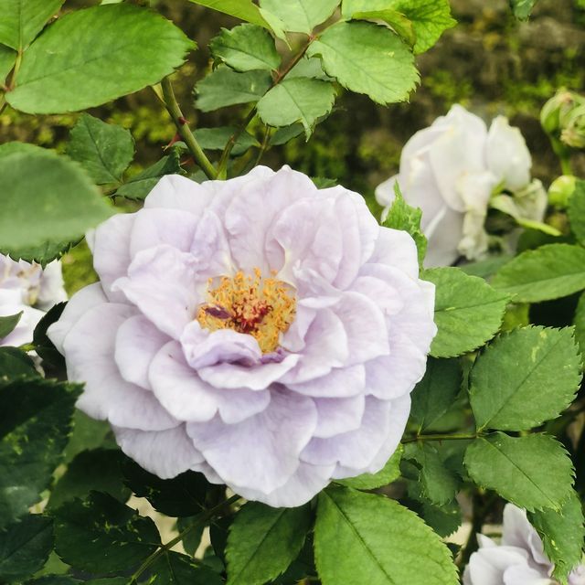 大公主在此👸🏻士林官邸💯不再錯過的美麗花園🌹🌷💐🌺🌸🌼🌻