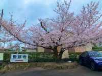 京都　SAKURA 桜めぐり❗️勧修寺の桜に感動❗️