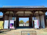 京都　京都散策旅　念願の東寺！東寺と桜のコラボに感動❗️