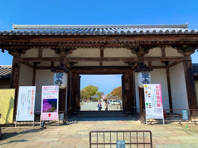 京都　京都散策旅　念願の東寺！東寺と桜のコラボに感動❗️