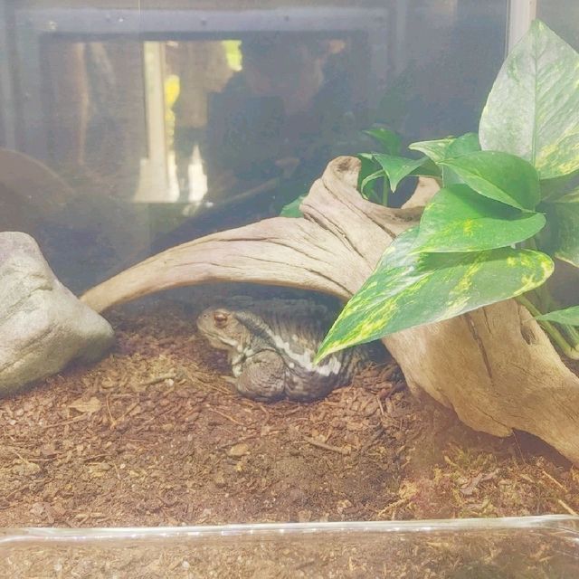 京都市動物園　京都の森