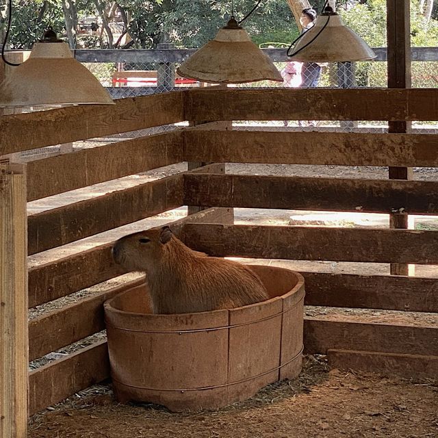 埔心牧場🪵✨可愛療癒動物