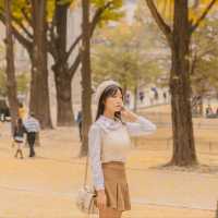 💛노란 은행나무와 덕수궁 석조전의 조화 [서울, 덕수궁]