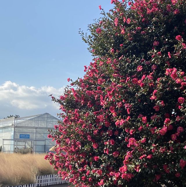 휴애리자연생활공원_제주_서귀포여행지_동백꽃🌺