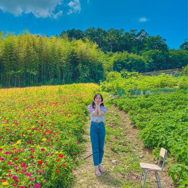 함안 고려동유적지, 백일홍이 예뻐요.