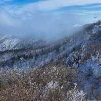 눈오면 달려가야 할 곳 ! 대관령 삼양목장 🌨