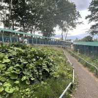 小樽でシマリスに会う！天狗山シマリス公園