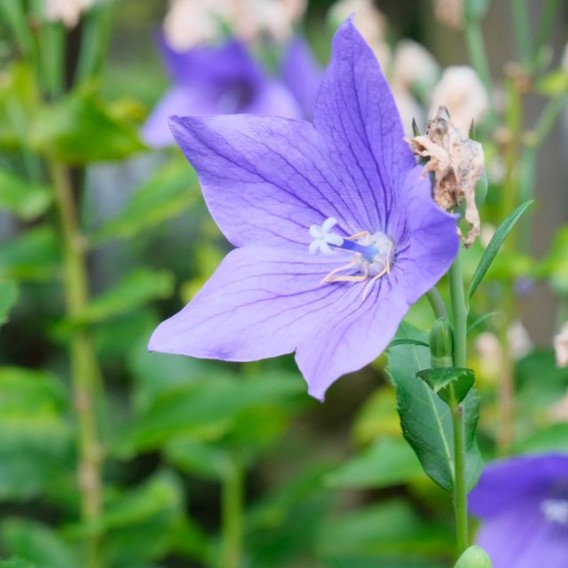 旧芝離宮恩賜庭園の藤棚