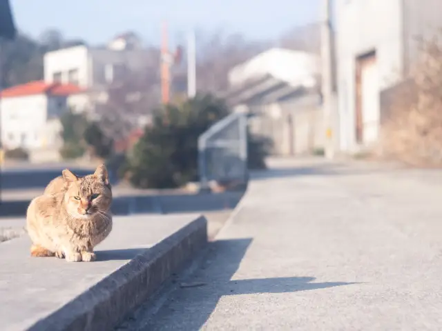 【香川】猫とアートの島「男木島」