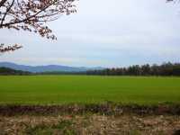 北海道　静内桜めぐり❗️ 二十間道路桜並木の桜に感動❗️