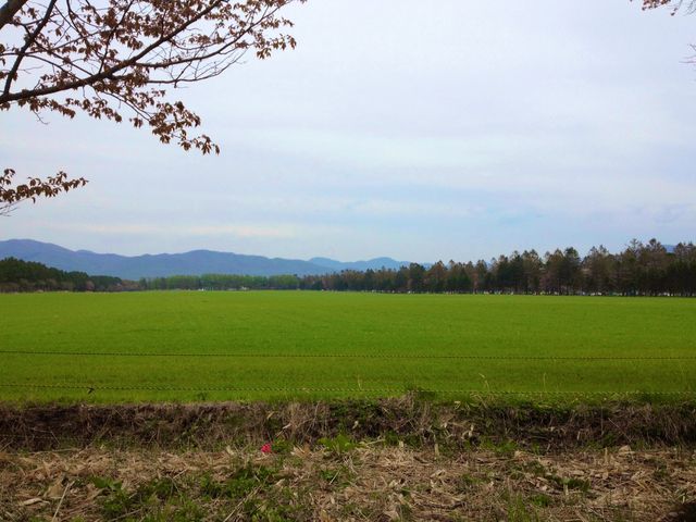 北海道　静内桜めぐり❗️ 二十間道路桜並木の桜に感動❗️