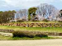 名城公園＆名古屋城でお花見🌸🌸