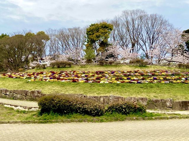 名城公園＆名古屋城でお花見🌸🌸