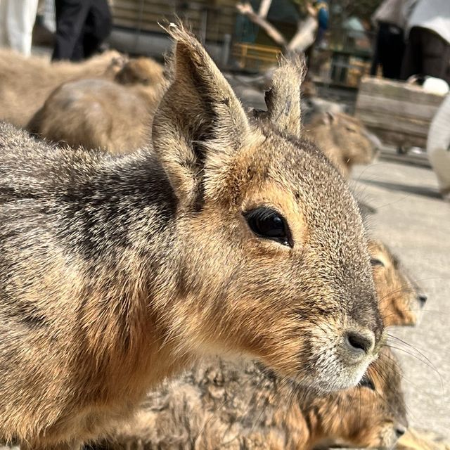 🐯とにかく動物との距離が近い🐯