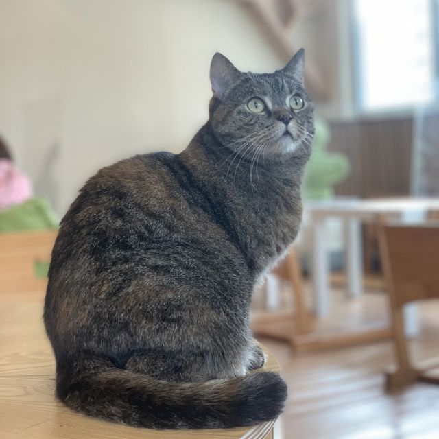 高質荃灣貓cafe🐈