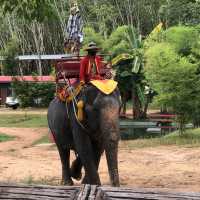 Elephant kingdom!!