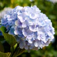 Garden Hydrangeas, Da Lat | Vietnam