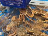 싱싱한 대게가 ! 대게만찬 🦀