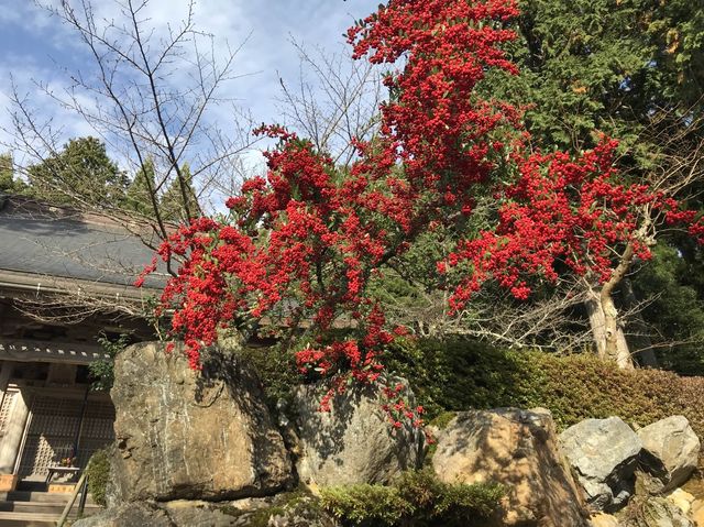 【滋賀】県内随一の紅葉スポット！鶏足寺をご紹介