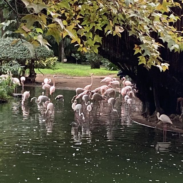 免費～～睇不同國家的雀鳥🦜🦆part 1