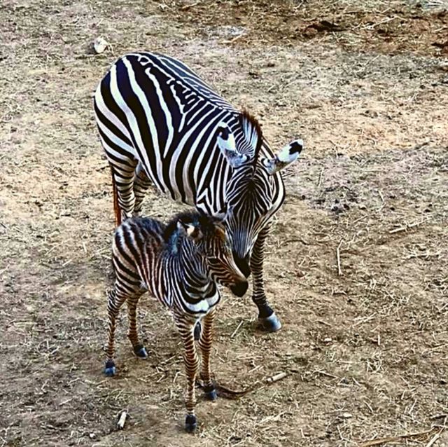 ⭐🦁สวนสัตว์เขาใหญ่🐢🐊🦓🦒🦜