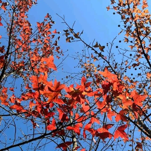 第1站: 大棠楓香林(紅葉篇) 第1站: 大棠楓香林(紅葉篇)