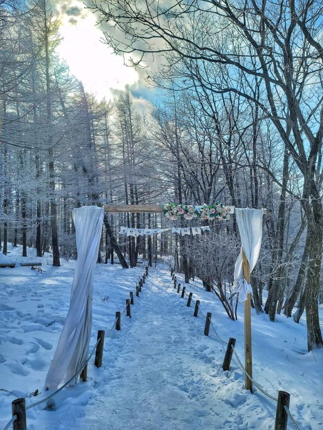 차타고 해발1330m 만항재를 즐기는 눈꽃여행❄️🤍