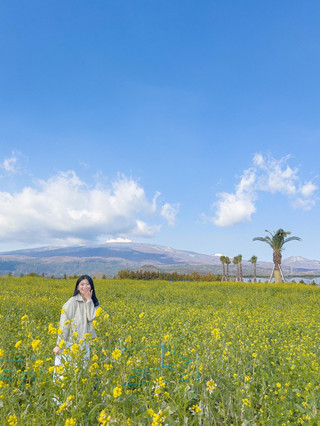 한라산 뷰 유채꽃밭🌼