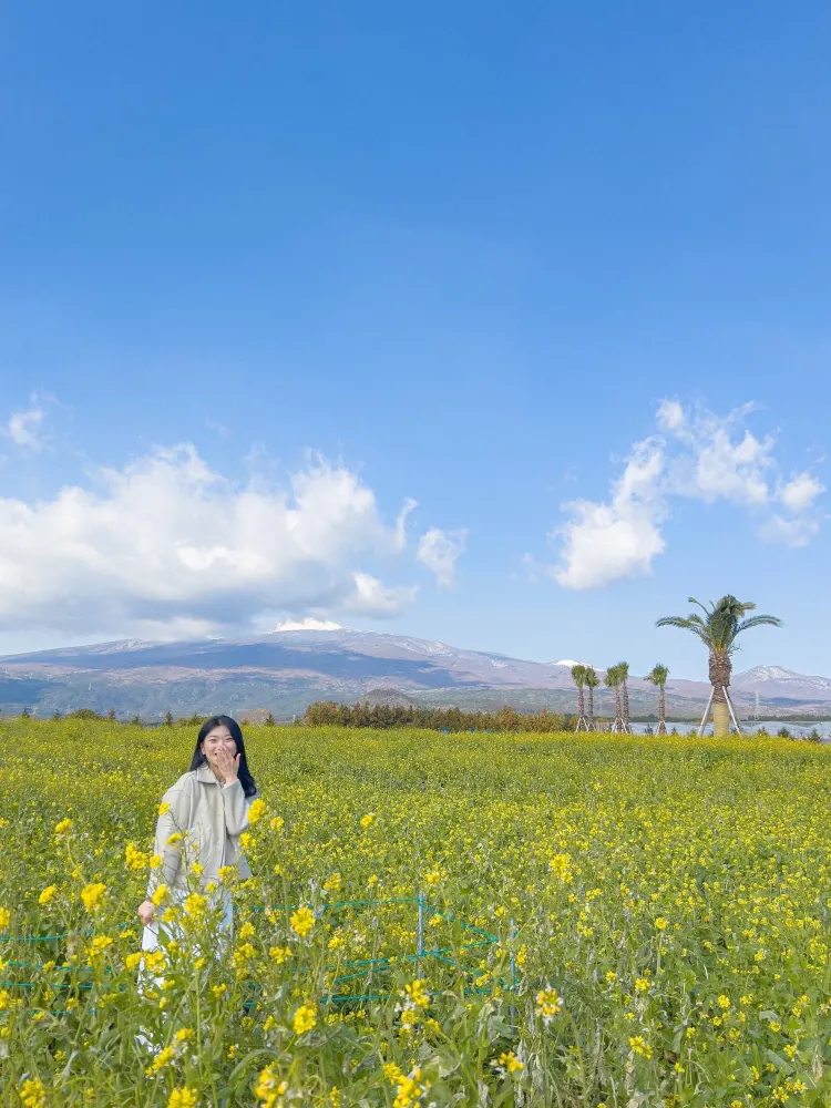 한라산 뷰 유채꽃밭🌼