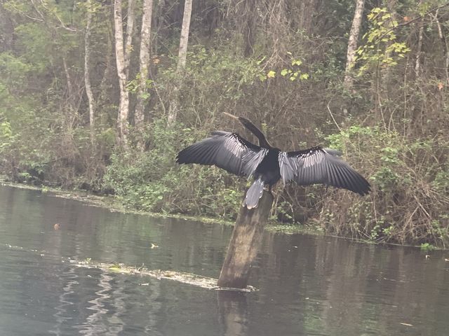 Kayaking in Gainesville- Seeing alligators🐊 