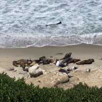 La Jolla Cove