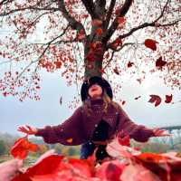 The beauty of fall in Maine, USA 2022