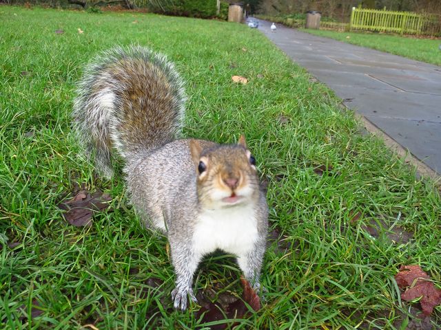 又大又靚仲好多小動物嘅肯辛頓花園