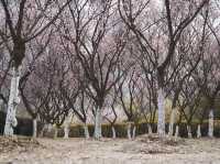 Spring flowers at the Baitang garden Suzhou🌸