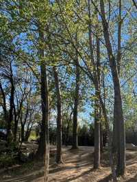 Yanqing's small and free park | Guishui River Forest Park