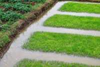 Rice seedlings are actually very beautiful.