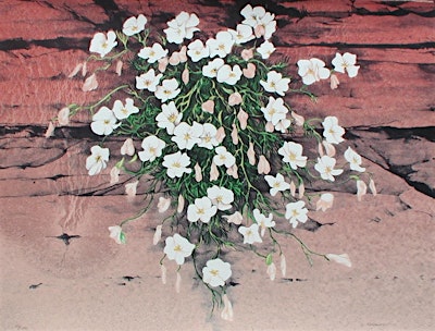Snapshot to Sketch: Transforming Outdoor Photos into Artistic Creations | Natural History Institute