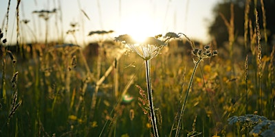 Plant Magic: Summer Plants in Stories, Folklore and Traditional Medicine | Cwmffrwd Farm
