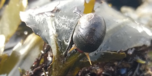Marine Gastropods Course 21st July 2025 (2103 + 37040) | Rottingdean Whiteway Centre
