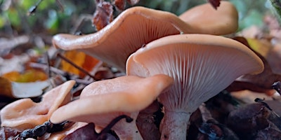 Fungi Foray with John Wright | Kingcombe Visitor Centre