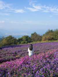 [경남] 거창 감악산에서 만난 아스타국화 💜