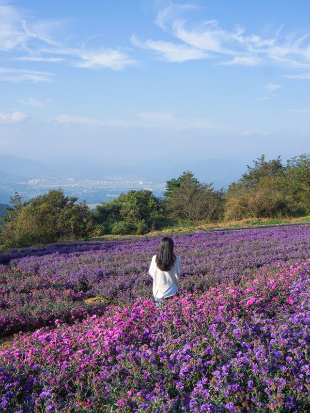 [경남] 거창 감악산에서 만난 아스타국화 💜