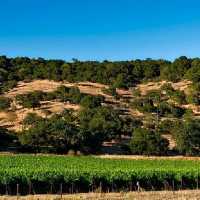 California wine Sonoma County vineyards